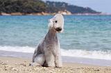 BEDLINGTON TERRIER 068